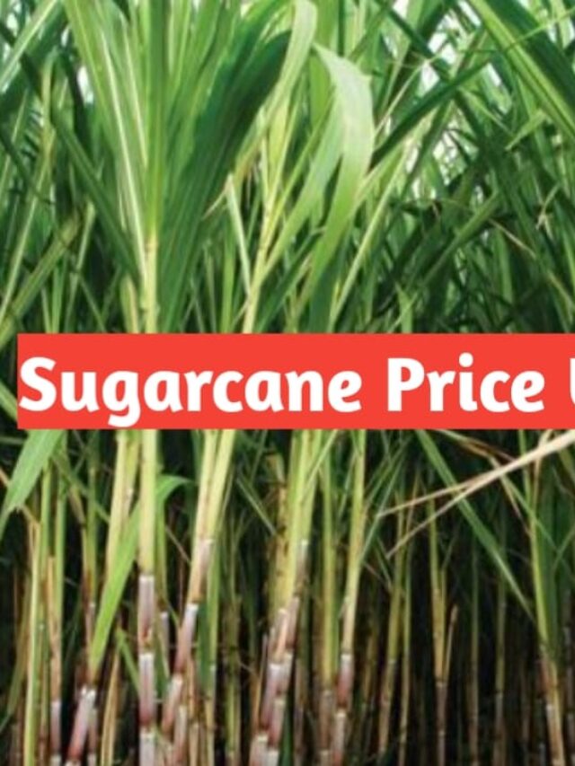 Sugarcane Update: किसान आंदोलन के बीच मोदी सरकार ने गन्ना खरीद की कीमत में 8 प्रतिशत की बढ़ोतरी की