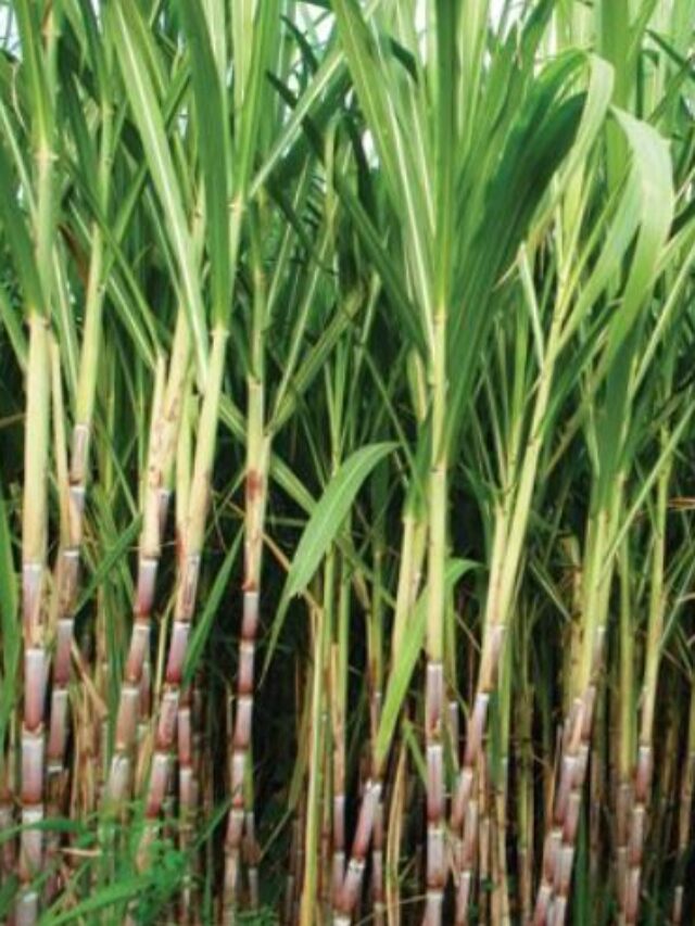 Sugarcane News: केंद्र ने देश के गन्ना किसानों को खुश करते हुए खरीद मूल्य में 25 रुपये प्रति क्विंटल की बढ़ोतरी